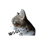 きじしろニャンコおもしろstamp（個別スタンプ：2）