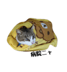 きじしろニャンコおもしろstamp（個別スタンプ：14）