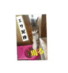 きじしろニャンコおもしろstamp（個別スタンプ：15）
