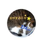 きじしろニャンコおもしろstamp（個別スタンプ：22）