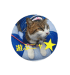 きじしろニャンコおもしろstamp（個別スタンプ：23）