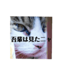 きじしろニャンコおもしろstamp（個別スタンプ：30）
