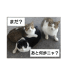 きじしろニャンコおもしろstamp（個別スタンプ：31）