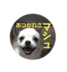 ましゅたんぐ5（個別スタンプ：4）