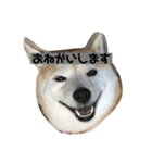 らむはる1（個別スタンプ：2）