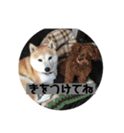 らむはる1（個別スタンプ：4）