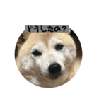 らむはる1（個別スタンプ：13）