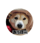 らむはる1（個別スタンプ：15）