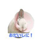 切り抜きみむ山みむ太（個別スタンプ：2）