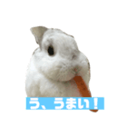 切り抜きみむ山みむ太（個別スタンプ：6）