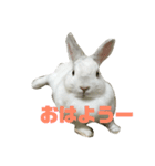 切り抜きみむ山みむ太（個別スタンプ：8）