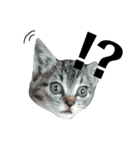 世界の動物たち（個別スタンプ：1）