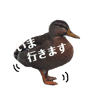 世界の動物たち（個別スタンプ：4）