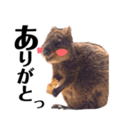 世界の動物たち（個別スタンプ：5）