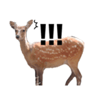 世界の動物たち（個別スタンプ：6）