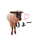 世界の動物たち（個別スタンプ：7）