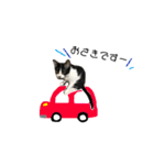 はちわれ猫とらじくん（個別スタンプ：1）