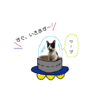 はちわれ猫とらじくん（個別スタンプ：4）