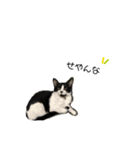 はちわれ猫とらじくん（個別スタンプ：8）