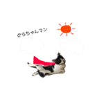はちわれ猫とらじくん（個別スタンプ：9）