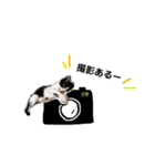 はちわれ猫とらじくん（個別スタンプ：10）