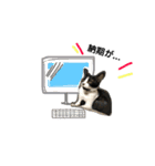 はちわれ猫とらじくん（個別スタンプ：11）