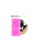 はちわれ猫とらじくん（個別スタンプ：13）