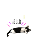 はちわれ猫とらじくん（個別スタンプ：14）