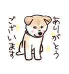 秋田犬パピーのらんぷちゃん（個別スタンプ：1）
