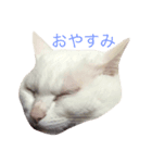とっさんだよ（個別スタンプ：3）