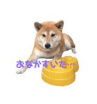 柴犬〜ハッピー はらぺこ編〜（個別スタンプ：1）