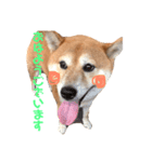 柴犬〜ハッピー はらぺこ編〜（個別スタンプ：2）