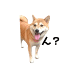 柴犬〜ハッピー はらぺこ編〜（個別スタンプ：3）