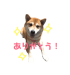 柴犬〜ハッピー はらぺこ編〜（個別スタンプ：4）