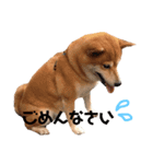 柴犬〜ハッピー はらぺこ編〜（個別スタンプ：5）