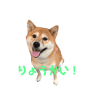 柴犬〜ハッピー はらぺこ編〜（個別スタンプ：6）
