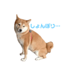 柴犬〜ハッピー はらぺこ編〜（個別スタンプ：7）