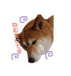 柴犬〜ハッピー はらぺこ編〜（個別スタンプ：8）