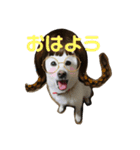 かわいいベルちゃん♡（個別スタンプ：3）