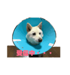 かわいいベルちゃん♡（個別スタンプ：4）