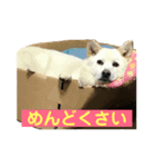 かわいいベルちゃん♡（個別スタンプ：7）