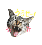 我が家のぬこ（個別スタンプ：3）