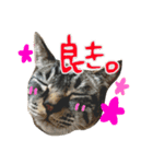 我が家のぬこ（個別スタンプ：6）