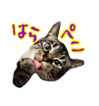 我が家のぬこ（個別スタンプ：7）