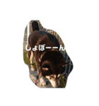 黒柴ニコちゃん（個別スタンプ：4）