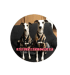 ウィペットLEON ＆DINO（個別スタンプ：5）