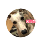 ウィペットLEON ＆DINO（個別スタンプ：10）