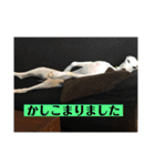 ウィペットLEON ＆DINO（個別スタンプ：11）