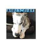ウィペットLEON ＆DINO（個別スタンプ：12）