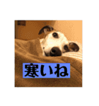 ウィペットLEON ＆DINO（個別スタンプ：17）
